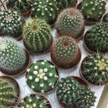 Кактус, в Канске