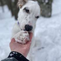 Белый щенок Серкан в добрые руки, в Москве