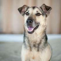 Небольшой мегаласковый пёсик Гектор в добрые руки, в Москве