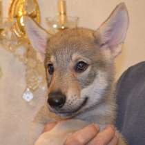 Щенки чехословацкой волчьей собаки, девочка, 4 месяца, в Брянске