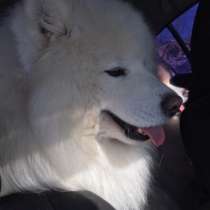 Кобели Хаски для вязки и щеночки Хаски, в Нерехте