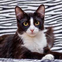 Котик Макс в поисках родителей, в Москве