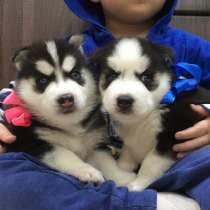 Черно-белые голубоглазые щеночки Хаски !!!!, в Нижнекамске