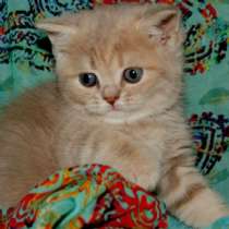 Котик, в Санкт-Петербурге