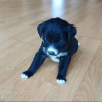 Щенки спанеэли без оплаты, в Москве