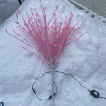 Ветка сакуры, в Москве