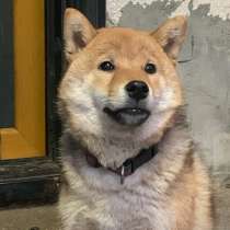 Щенок сиба ину, в Москве