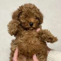 В ПРОДАЖЕ ЩЕНКИ ПУДЕЛЯ(ТОЙ И КАРЛИКОВЫЙ), в Нижнем Новгороде