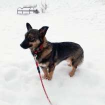 Совсем маленькая собачка, 7 кг, в Санкт-Петербурге