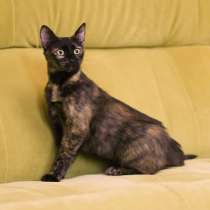 Трехцветная черепаховая кошечка Халва в дар, в Москве