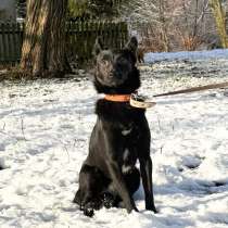 Миниатюрная, робкая девочка Мила в добрые руки!, в Москве