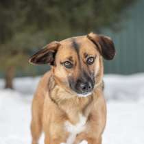 Замечательная Даша! Вес 10 кг, рост 35 см. Ищет дом!, в Москве