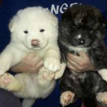 Щенки акита ину, в г.Минск