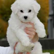 Бишон фризе Тверь, в Твери