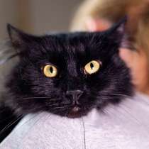Ваша домашняя драгоценность, молодой черный котик Агат в дар, в г.Москва