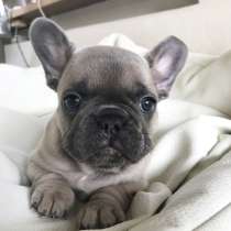 Французский бульдог Нижний Новгород, в Нижнем Новгороде