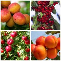Саженцы плодово-ягодных деревьев, в Ульяновске