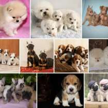 Питомник щенков Ростов, в Ростове-на-Дону