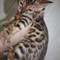 Продам бенгальских котят, в Красноярске