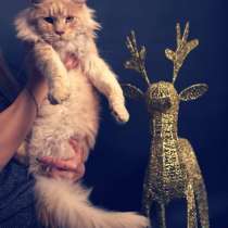 Maine Coon, в г.Usinens