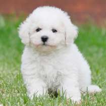 Бишон фризе Якутск, в Якутске