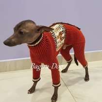 Комбинезоны и свитера для Ксоло, Перуанских голых собак, в Москве