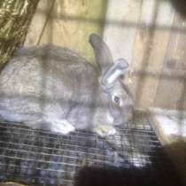 Кролики, в Владикавказе
