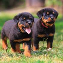 Ротвейлер Пермь, в Перми