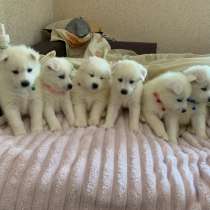 Щенки самоеда, в Верхней Пышмы