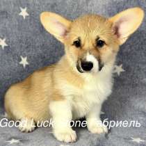 Щенки вельш корги пемброк, в Санкт-Петербурге