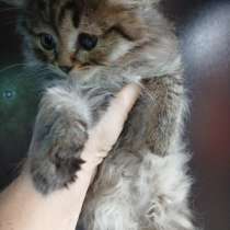 Отдам даром, в Бутурлиновке