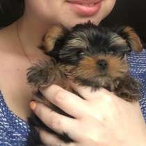 Собаки, в Москве