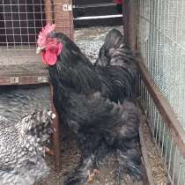 Продаются петухи, в Ростове-на-Дону