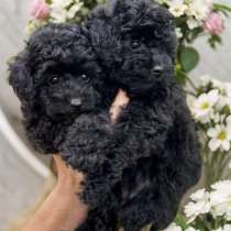 Toy poodle. Boy's, в г.Саарбрюккен