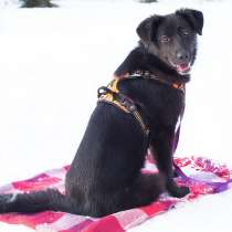 Метис лабрадора Лесси! Щенок-подросток ищет семью!, в Москве