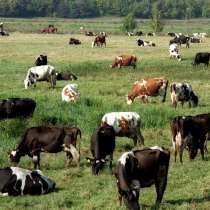 Коровы бычки телята Хабаровске, в Хабаровске