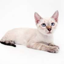 Веселый Жан-Жак ждет своего человека, в Москве