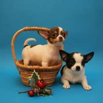 Чихуахуа Анадырь, в Анадыре