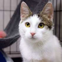 Кошечка Гайка: с правом на надежду, в Москве