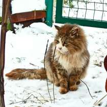 Один очень одинокий кот ищет хозяина, в г.Санкт-Петербург