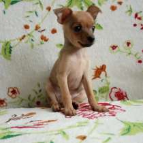 Той-терьер Калуга, в Калуге