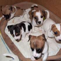 Джек расел Майкоп, в Майкопе