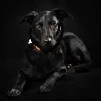 Шикарный Микки, в Электростале