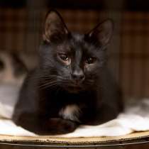 Особенный котик Геша, в Москве