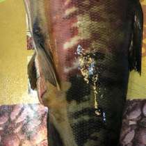 Продажа рыбы, в Москве