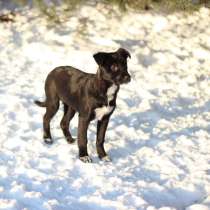 ЗАМЕЧАТЕЛЬНАЯ СТРЕЛОЧКА ИЩЕТ ДОМ, в г.Минск