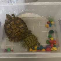 Черепахи, в Москве