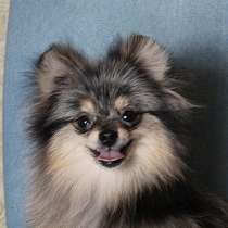 Мальчик медвежонок шпиц, в Москве