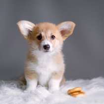 Корги Владикавказ, в Владикавказе