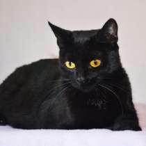Необычайной красоты чисто черная кошка Опра в добрые руки, в г.Москва
